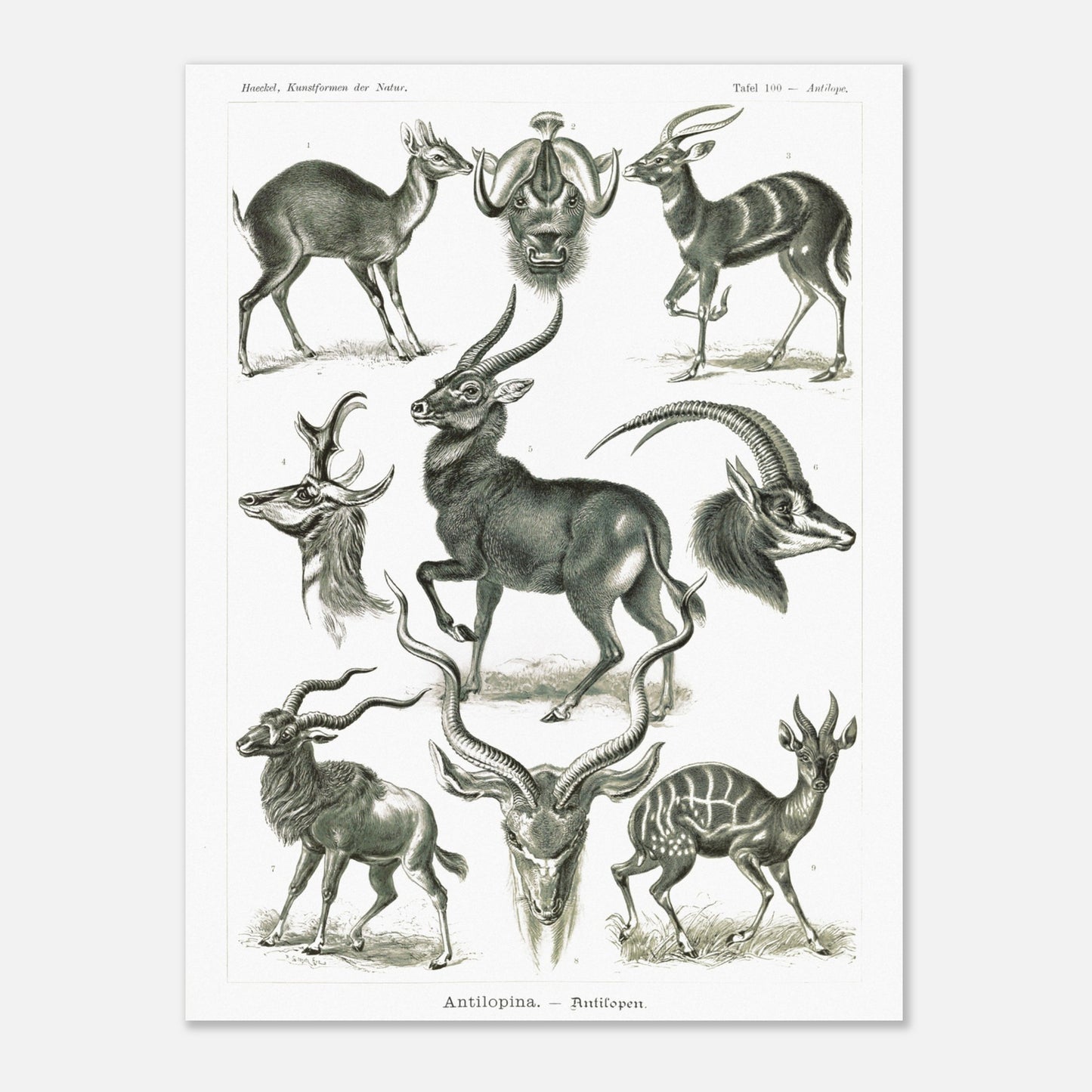 Planche naturaliste d'antilopes - Ernst Haeckel, Kunstformen der Natur (30x40 cm). Planche zoologique et botanique représentant plusieurs espèces d'antilopes, différentes vues de leurs têtes et corps, dans un environnement naturel.