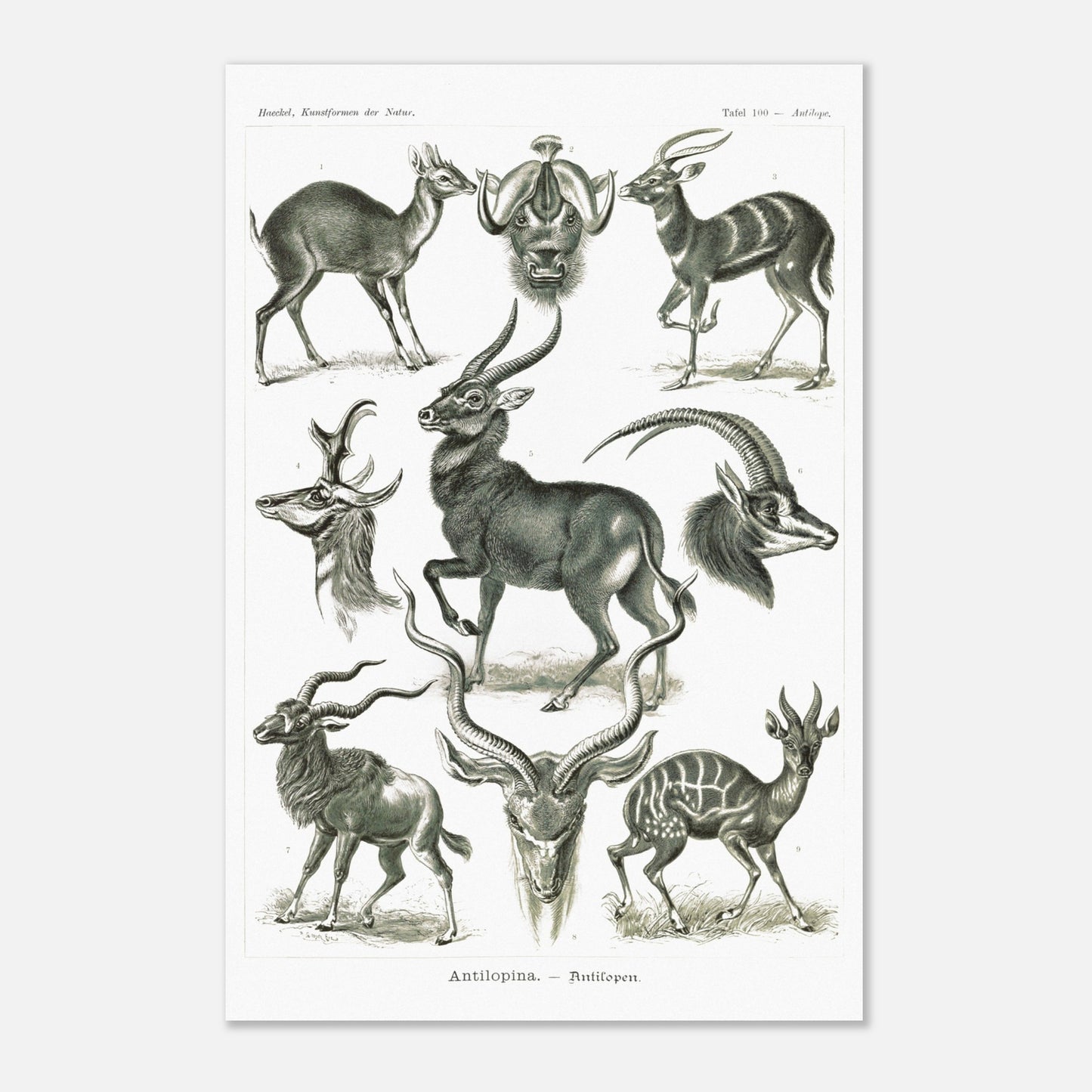 Planche naturaliste d'antilopes - Ernst Haeckel, Kunstformen der Natur (40x60 cm). Planche zoologique et botanique représentant plusieurs espèces d'antilopes, différentes vues de leurs têtes et corps, dans un environnement naturel.