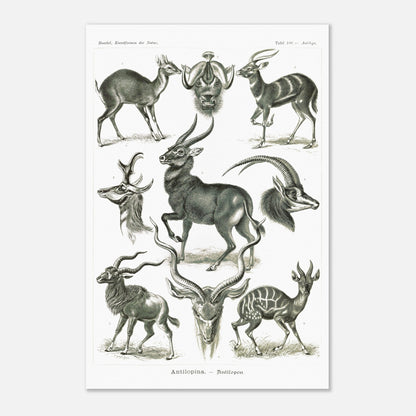Planche naturaliste d'antilopes - Ernst Haeckel, Kunstformen der Natur (40x60 cm). Planche zoologique et botanique représentant plusieurs espèces d'antilopes, différentes vues de leurs têtes et corps, dans un environnement naturel.