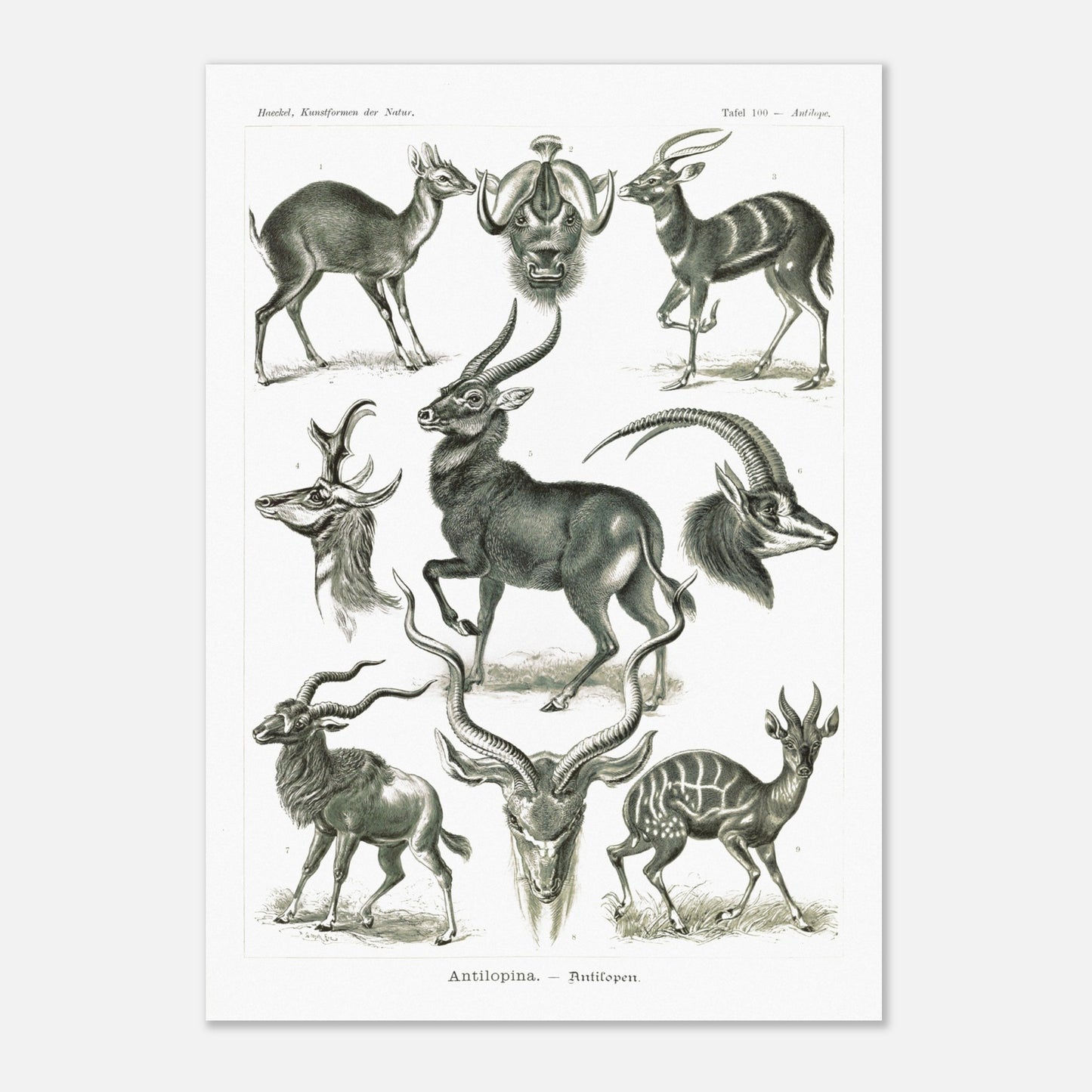 Planche naturaliste d'antilopes - Ernst Haeckel, Kunstformen der Natur (42x59,4 cm (A2)). Planche zoologique et botanique représentant plusieurs espèces d'antilopes, différentes vues de leurs têtes et corps, dans un environnement naturel.