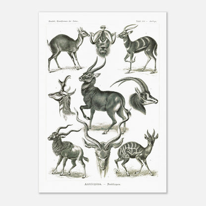 Planche naturaliste d'antilopes - Ernst Haeckel, Kunstformen der Natur (42x59,4 cm (A2)). Planche zoologique et botanique représentant plusieurs espèces d'antilopes, différentes vues de leurs têtes et corps, dans un environnement naturel.