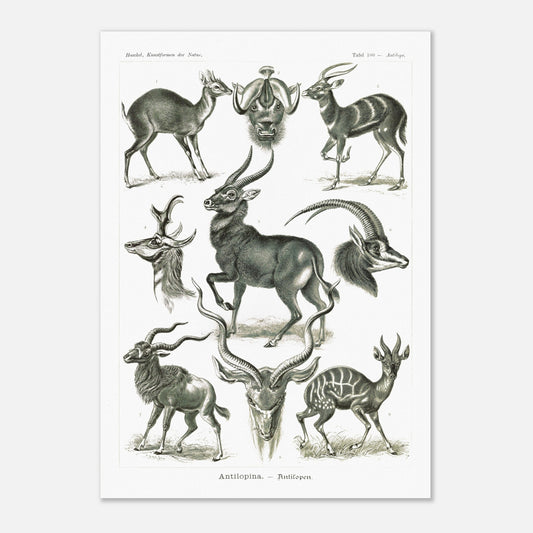 Planche naturaliste d'antilopes - Ernst Haeckel, Kunstformen der Natur (42x59,4 cm (A2)). Planche zoologique et botanique représentant plusieurs espèces d'antilopes, différentes vues de leurs têtes et corps, dans un environnement naturel.