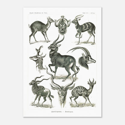 Planche naturaliste d'antilopes - Ernst Haeckel, Kunstformen der Natur (50x70 cm). Planche zoologique et botanique représentant plusieurs espèces d'antilopes, différentes vues de leurs têtes et corps, dans un environnement naturel.