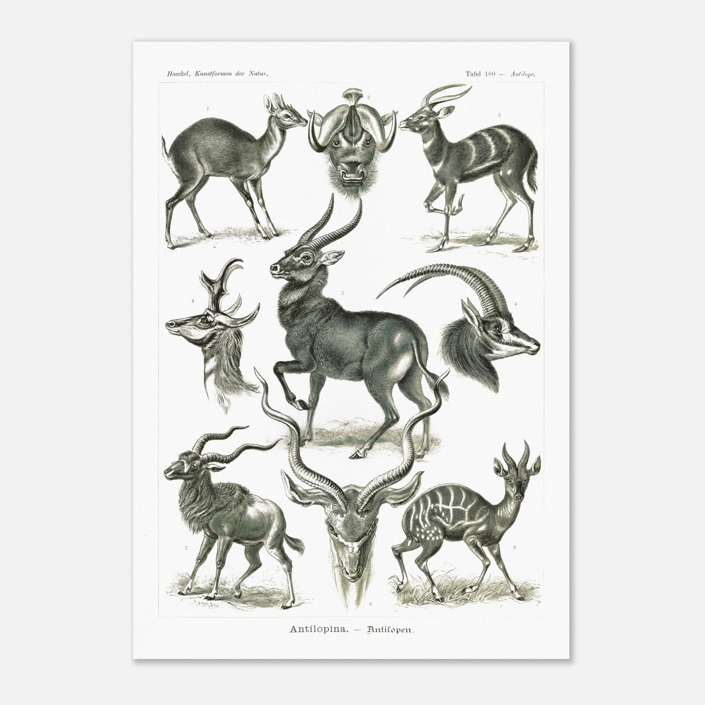 Planche naturaliste d'antilopes - Ernst Haeckel, Kunstformen der Natur (59,4x84,1 cm (A1)). Planche zoologique et botanique représentant plusieurs espèces d'antilopes, différentes vues de leurs têtes et corps, dans un environnement naturel.