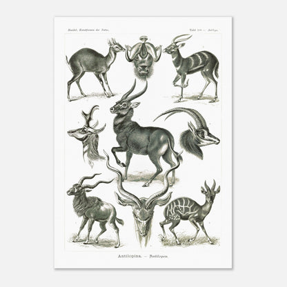 Planche naturaliste d'antilopes - Ernst Haeckel, Kunstformen der Natur (59,4x84,1 cm (A1)). Planche zoologique et botanique représentant plusieurs espèces d'antilopes, différentes vues de leurs têtes et corps, dans un environnement naturel.