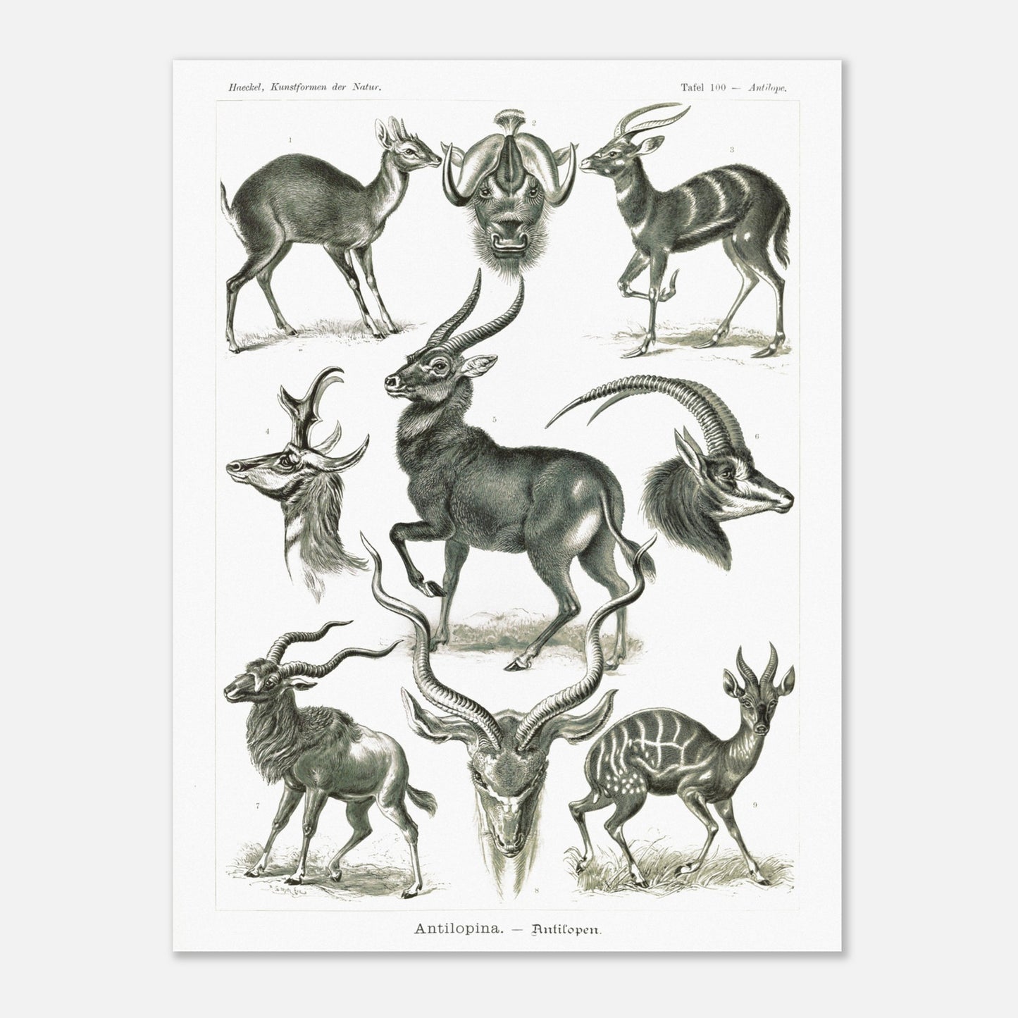 Planche naturaliste d'antilopes - Ernst Haeckel, Kunstformen der Natur (60x80 cm). Planche zoologique et botanique représentant plusieurs espèces d'antilopes, différentes vues de leurs têtes et corps, dans un environnement naturel.