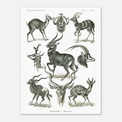 Planche naturaliste d'antilopes - Ernst Haeckel, Kunstformen der Natur (60x80 cm). Planche zoologique et botanique représentant plusieurs espèces d'antilopes, différentes vues de leurs têtes et corps, dans un environnement naturel.
