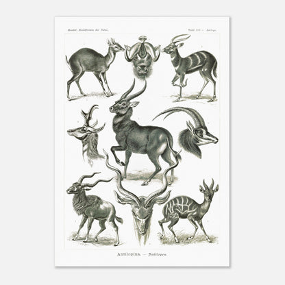 Planche naturaliste d'antilopes - Ernst Haeckel, Kunstformen der Natur (70x100 cm). Planche zoologique et botanique représentant plusieurs espèces d'antilopes, différentes vues de leurs têtes et corps, dans un environnement naturel.