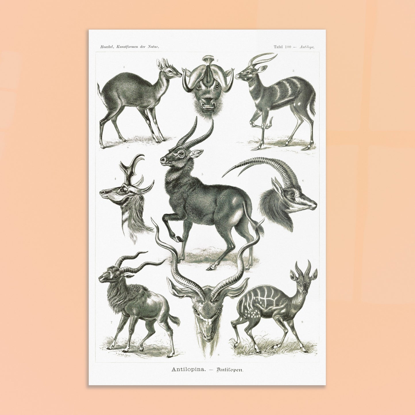 Planche naturaliste d'antilopes - Ernst Haeckel, Kunstformen der Natur. Planche zoologique et botanique représentant plusieurs espèces d'antilopes, différentes vues de leurs têtes et corps, dans un environnement naturel. Image d'illustration 8