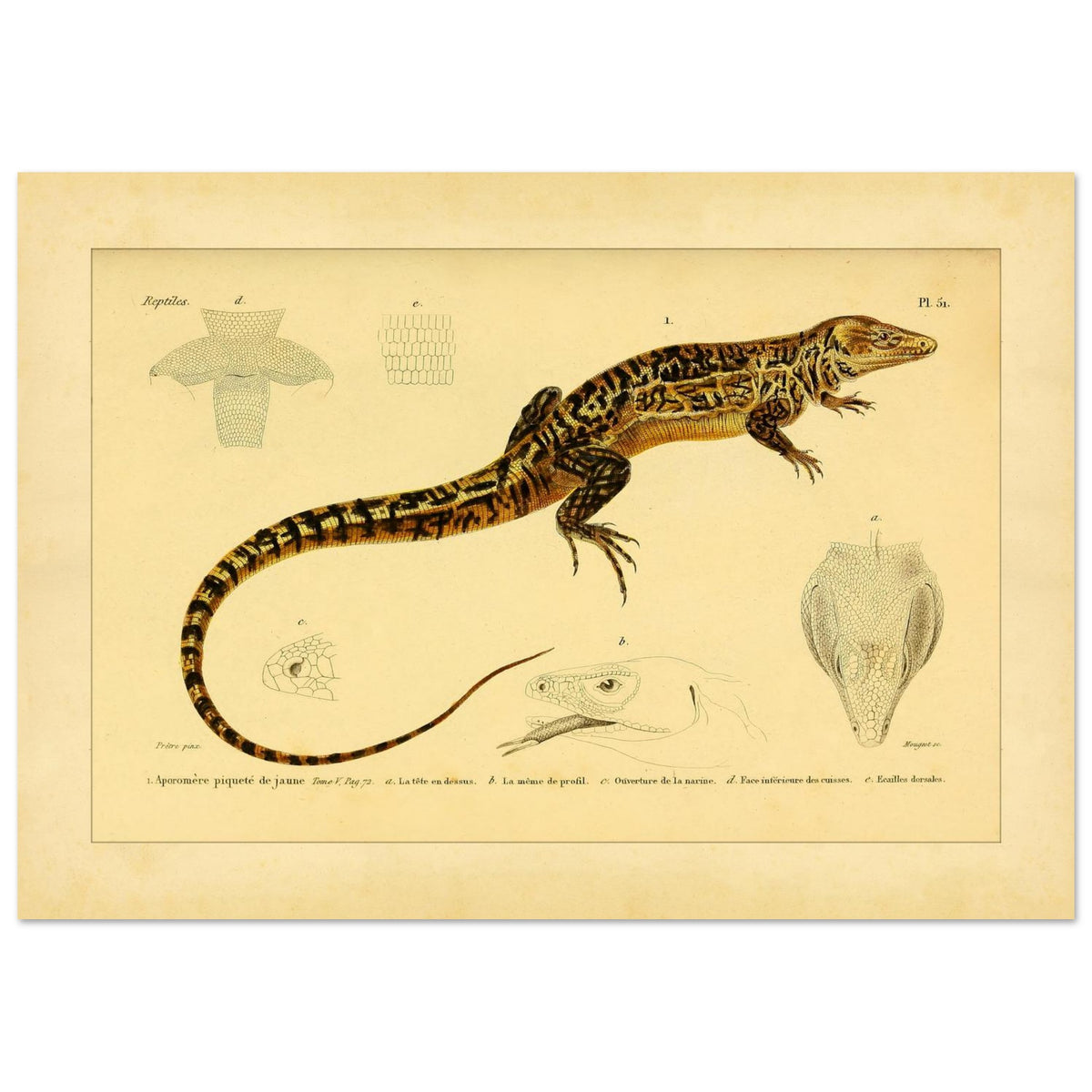 Gelbgepunkteter Aporomeris: Eidechsen-Illustration von Duméril (21x29,7 cm (A4)). Alte wissenschaftliche Illustration des gelbgefleckten Aporomeren, mit detaillierten Zeichnungen seines Kopfes und Körpers.