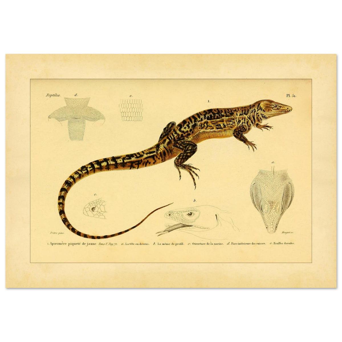 Gelbgepunkteter Aporomeris: Eidechsen-Illustration von Duméril (29,7x42 cm (A3)). Alte wissenschaftliche Illustration des gelbgefleckten Aporomeren, mit detaillierten Zeichnungen seines Kopfes und Körpers.