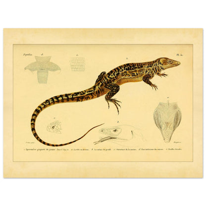 Gelbgepunkteter Aporomeris: Eidechsen-Illustration von Duméril (30x40 cm). Alte wissenschaftliche Illustration des gelbgefleckten Aporomeren, mit detaillierten Zeichnungen seines Kopfes und Körpers.