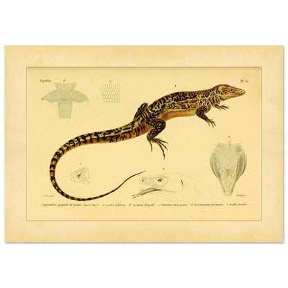 Gelbgepunkteter Aporomeris: Eidechsen-Illustration von Duméril (42x59,4 cm (A2)). Alte wissenschaftliche Illustration des gelbgefleckten Aporomeren, mit detaillierten Zeichnungen seines Kopfes und Körpers.