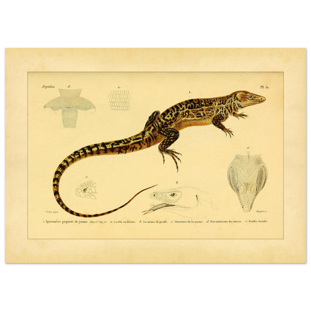 Gelbgepunkteter Aporomeris: Eidechsen-Illustration von Duméril (50x70 cm). Alte wissenschaftliche Illustration des gelbgefleckten Aporomeren, mit detaillierten Zeichnungen seines Kopfes und Körpers.