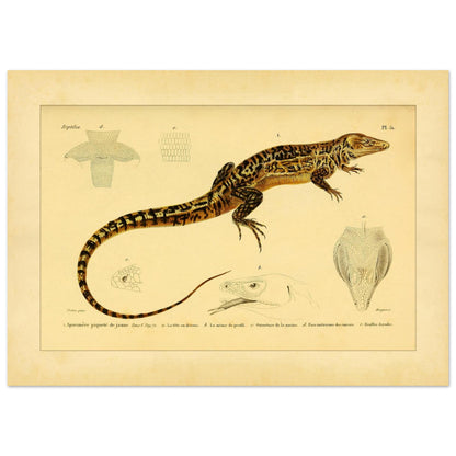 Gelbgepunkteter Aporomeris: Eidechsen-Illustration von Duméril (50x70 cm). Alte wissenschaftliche Illustration des gelbgefleckten Aporomeren, mit detaillierten Zeichnungen seines Kopfes und Körpers.