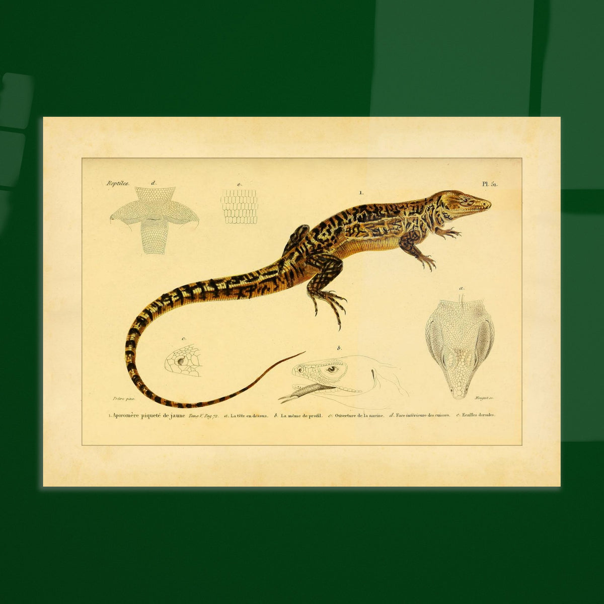 Gelbgepunkteter Aporomeris: Eidechsen-Illustration von Duméril. Alte wissenschaftliche Illustration des gelbgefleckten Aporomeren, mit detaillierten Zeichnungen seines Kopfes und Körpers.