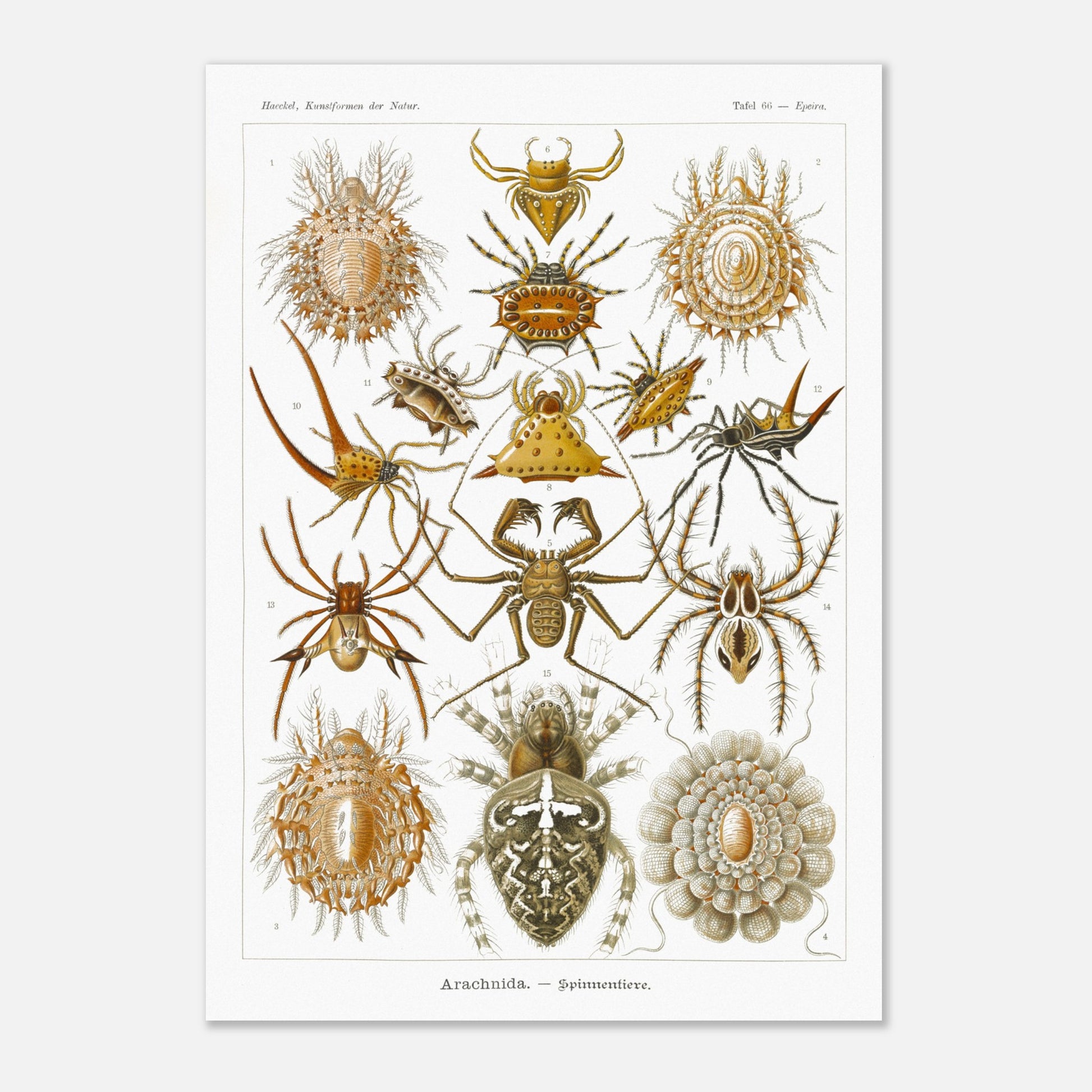 Gravure ancienne des Arachnides, Ernst Haeckel (29,7x42 cm (A3)). Planche scientifique d'Ernst Haeckel présentant une variété d'arachnides, principalement des araignées aux formes et motifs variés.