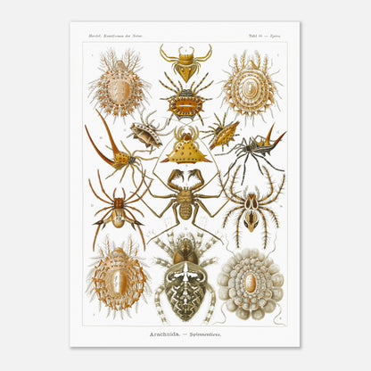 Gravure ancienne des Arachnides, Ernst Haeckel (29,7x42 cm (A3)). Planche scientifique d'Ernst Haeckel présentant une variété d'arachnides, principalement des araignées aux formes et motifs variés.