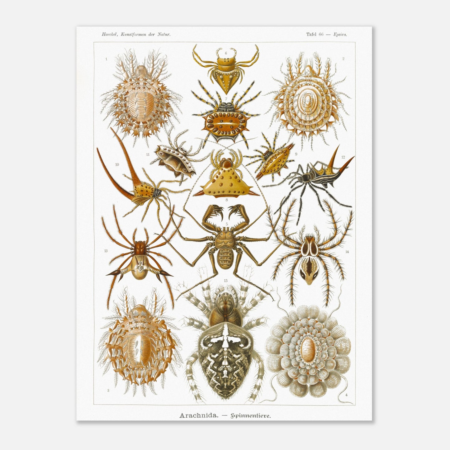 Gravure ancienne des Arachnides, Ernst Haeckel (30x40 cm). Planche scientifique d'Ernst Haeckel présentant une variété d'arachnides, principalement des araignées aux formes et motifs variés.