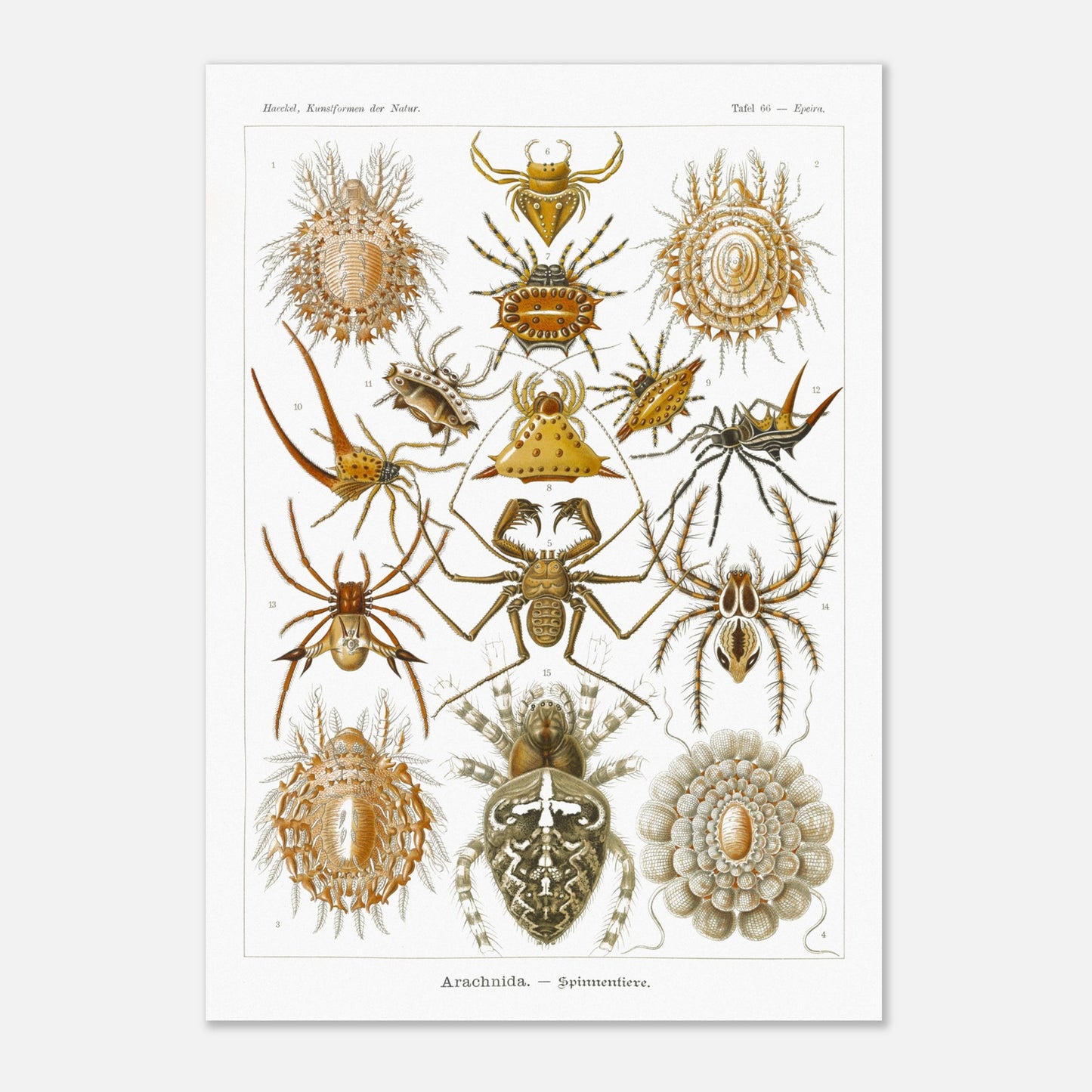 Gravure ancienne des Arachnides, Ernst Haeckel (42x59,4 cm (A2)). Planche scientifique d'Ernst Haeckel présentant une variété d'arachnides, principalement des araignées aux formes et motifs variés.