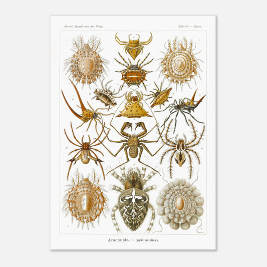 Gravure ancienne des Arachnides, Ernst Haeckel (42x59,4 cm (A2)). Planche scientifique d'Ernst Haeckel présentant une variété d'arachnides, principalement des araignées aux formes et motifs variés.