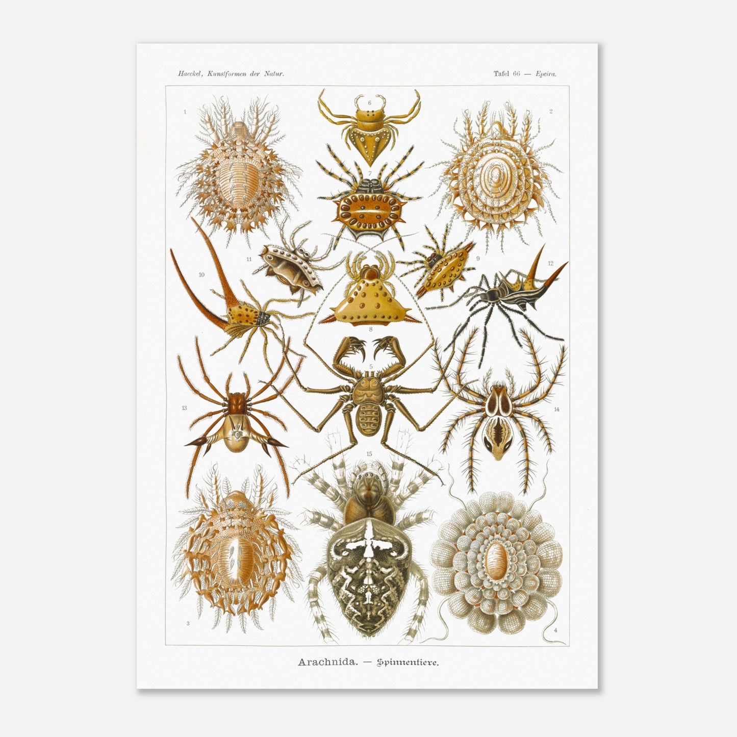 Gravure ancienne des Arachnides, Ernst Haeckel (50x70 cm). Planche scientifique d'Ernst Haeckel présentant une variété d'arachnides, principalement des araignées aux formes et motifs variés.