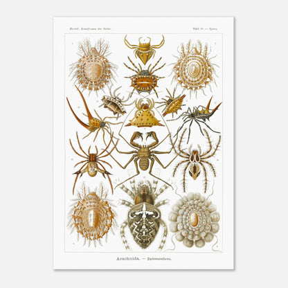Gravure ancienne des Arachnides, Ernst Haeckel (50x70 cm). Planche scientifique d'Ernst Haeckel présentant une variété d'arachnides, principalement des araignées aux formes et motifs variés.