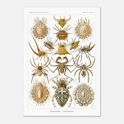 Gravure ancienne des Arachnides, Ernst Haeckel (59,4x84,1 cm (A1)). Planche scientifique d'Ernst Haeckel présentant une variété d'arachnides, principalement des araignées aux formes et motifs variés.