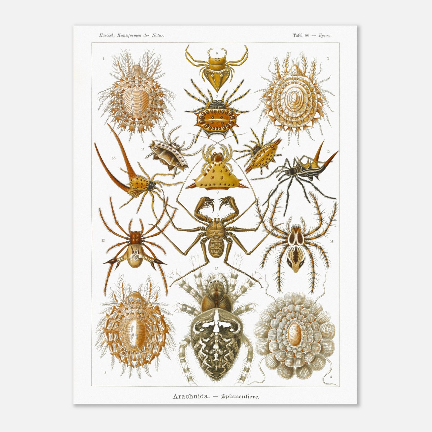 Gravure ancienne des Arachnides, Ernst Haeckel (60x80 cm). Planche scientifique d'Ernst Haeckel présentant une variété d'arachnides, principalement des araignées aux formes et motifs variés.