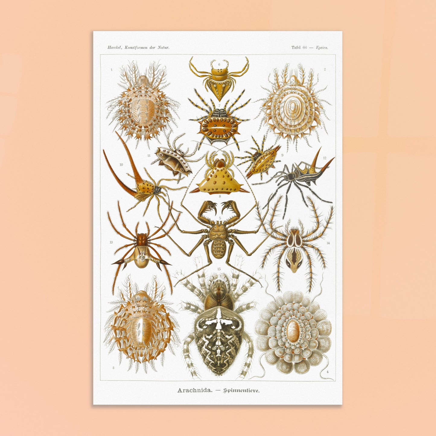 Gravure ancienne des Arachnides, Ernst Haeckel. Planche scientifique d'Ernst Haeckel présentant une variété d'arachnides, principalement des araignées aux formes et motifs variés. Image d'illustration 8