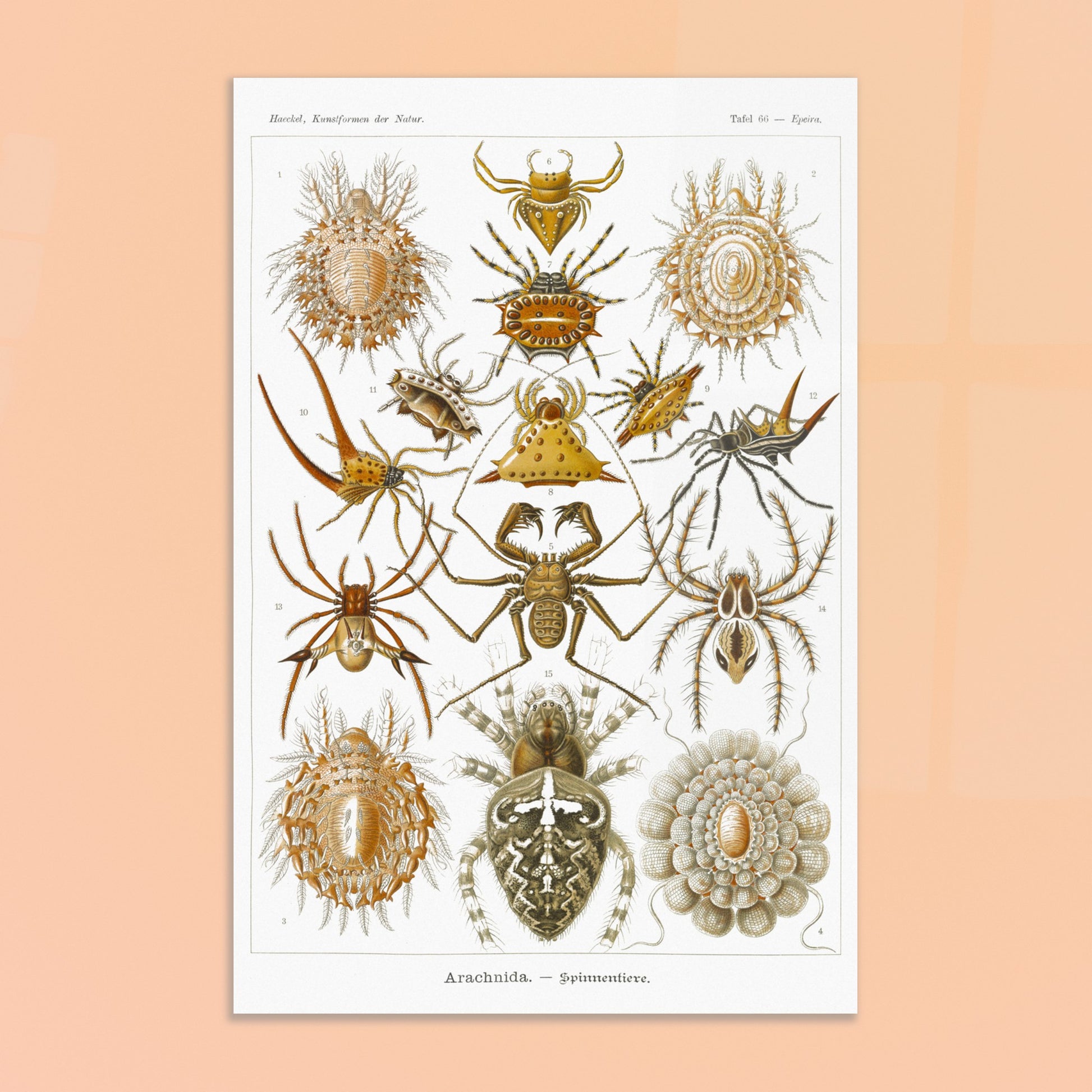 Gravure ancienne des Arachnides, Ernst Haeckel. Planche scientifique d'Ernst Haeckel présentant une variété d'arachnides, principalement des araignées aux formes et motifs variés. Image d'illustration 8