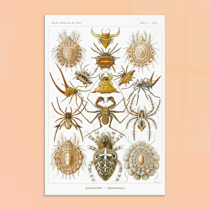 Gravure ancienne des Arachnides, Ernst Haeckel. Planche scientifique d'Ernst Haeckel présentant une variété d'arachnides, principalement des araignées aux formes et motifs variés. Image d'illustration 8