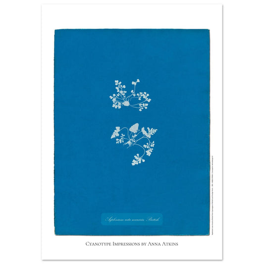 Asplenium ruta muraria - Cyanotype Historique par Anna Atkins (29,7x42 cm (A3)). Reproduction cyanotype de fougère Asplenium ruta muraria par Anna Atkins, illustration botanique historique sur fond bleu.