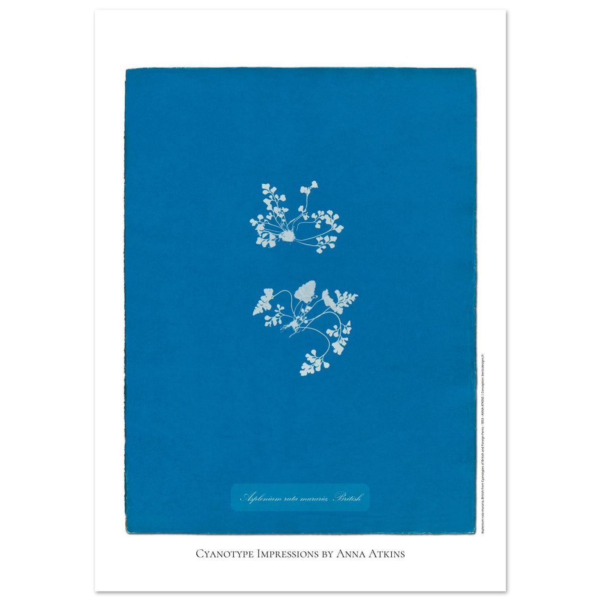 Asplenium ruta muraria - Historical Cyanotype by Anna Atkins (42x59,4 cm (A2) / 16.5x23.4″). Cyanotype reproduction of an Asplenium ruta muraria fern by Anna Atkins, historical botanical illustration on a blue background.