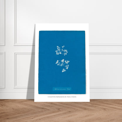 Asplenium ruta muraria - Historical Cyanotype by Anna Atkins. Cyanotype reproduction of an Asplenium ruta muraria fern by Anna Atkins, historical botanical illustration on a blue background.