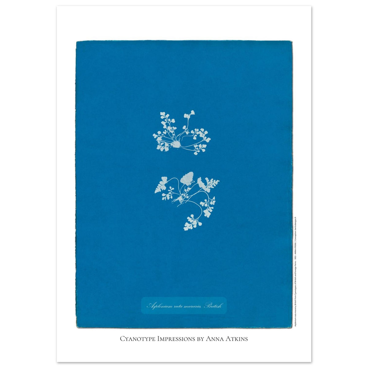 Asplenium ruta muraria - Historical Cyanotype by Anna Atkins (50x70 cm / 20x28″). Cyanotype reproduction of an Asplenium ruta muraria fern by Anna Atkins, historical botanical illustration on a blue background.