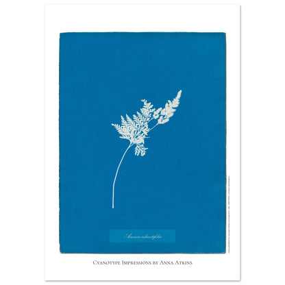 Anemia adiantifolia - Illustration Cyanotype de Fougère par Anna Atkins (42x59,4 cm (A2)). Cyanotype d'une fougère de type Anemia adiantifolia sur fond bleu profond, avec le nom de la plante et la mention 'Cyanotype Impressions by Anna Atkins'.