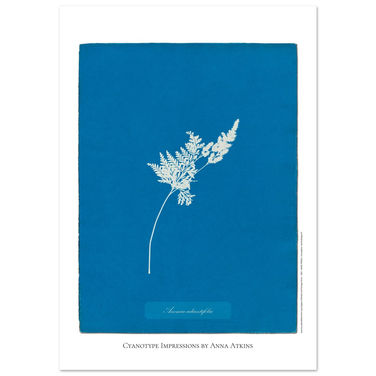 Anemia adiantifolia - Illustration Cyanotype de Fougère par Anna Atkins (59,4x84,1 cm (A1)). Cyanotype d'une fougère de type Anemia adiantifolia sur fond bleu profond, avec le nom de la plante et la mention 'Cyanotype Impressions by Anna Atkins'.
