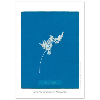 Anemia adiantifolia - Illustration Cyanotype de Fougère par Anna Atkins (59,4x84,1 cm (A1)). Cyanotype d'une fougère de type Anemia adiantifolia sur fond bleu profond, avec le nom de la plante et la mention 'Cyanotype Impressions by Anna Atkins'.
