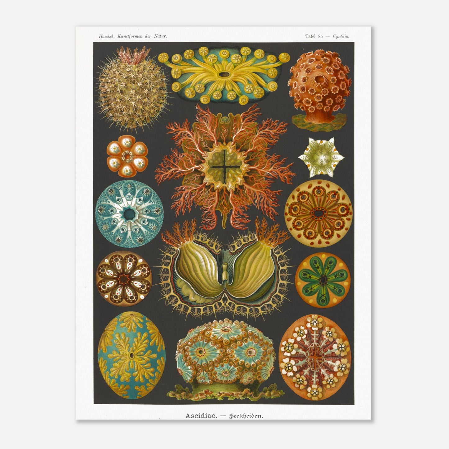 Illustration naturaliste des Ascidiacés par Ernst Haeckel (30x40 cm). Planche scientifique illustrant divers ascidiacés, également appelés tuniciers ou 'sea squirts', mettant en évidence leurs formes organiques et détaillées.