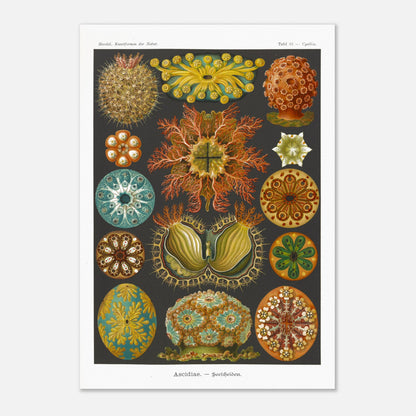 Illustration naturaliste des Ascidiacés par Ernst Haeckel (70x100 cm). Planche scientifique illustrant divers ascidiacés, également appelés tuniciers ou 'sea squirts', mettant en évidence leurs formes organiques et détaillées.