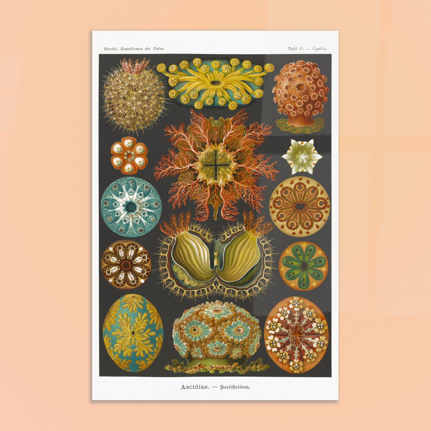 Illustration naturaliste des Ascidiacés par Ernst Haeckel. Planche scientifique illustrant divers ascidiacés, également appelés tuniciers ou 'sea squirts', mettant en évidence leurs formes organiques et détaillées. Image d'illustration 8