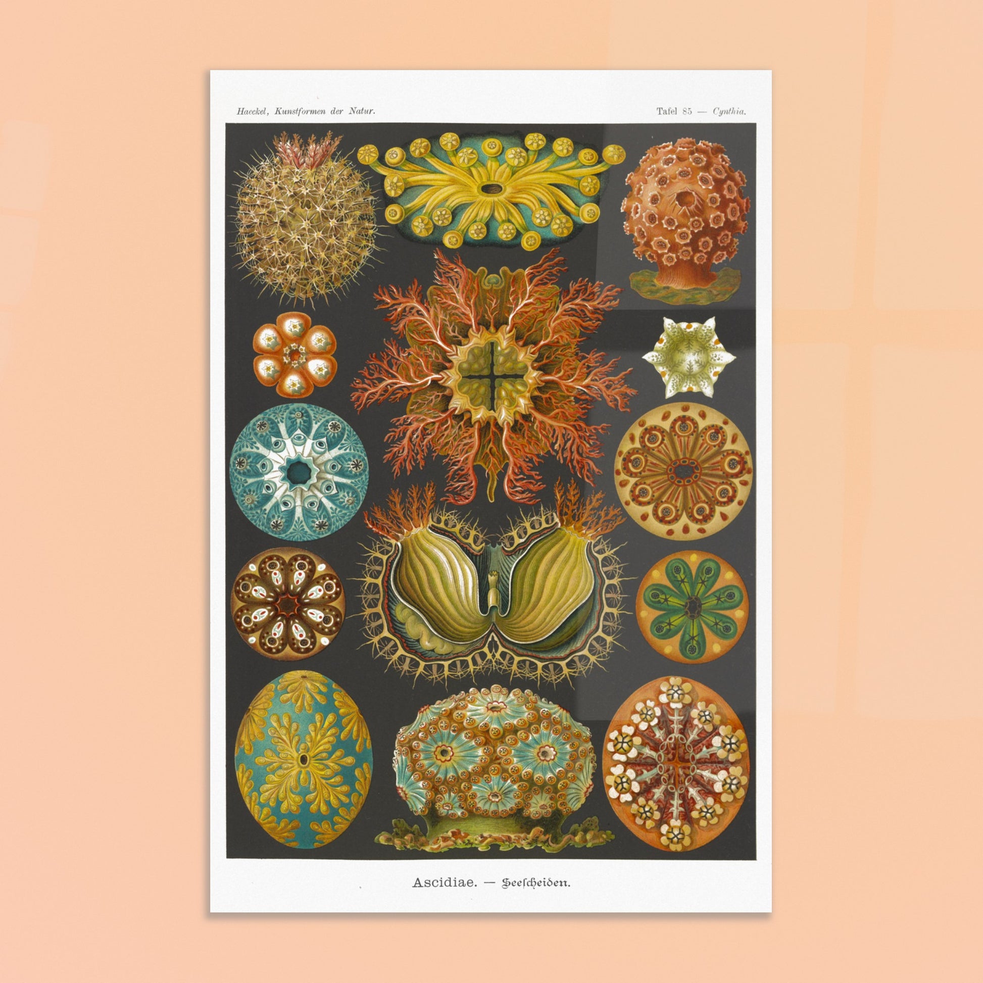 Illustration naturaliste des Ascidiacés par Ernst Haeckel. Planche scientifique illustrant divers ascidiacés, également appelés tuniciers ou 'sea squirts', mettant en évidence leurs formes organiques et détaillées. Image d'illustration 8