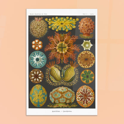 Illustration naturaliste des Ascidiacés par Ernst Haeckel. Planche scientifique illustrant divers ascidiacés, également appelés tuniciers ou 'sea squirts', mettant en évidence leurs formes organiques et détaillées. Image d'illustration 8