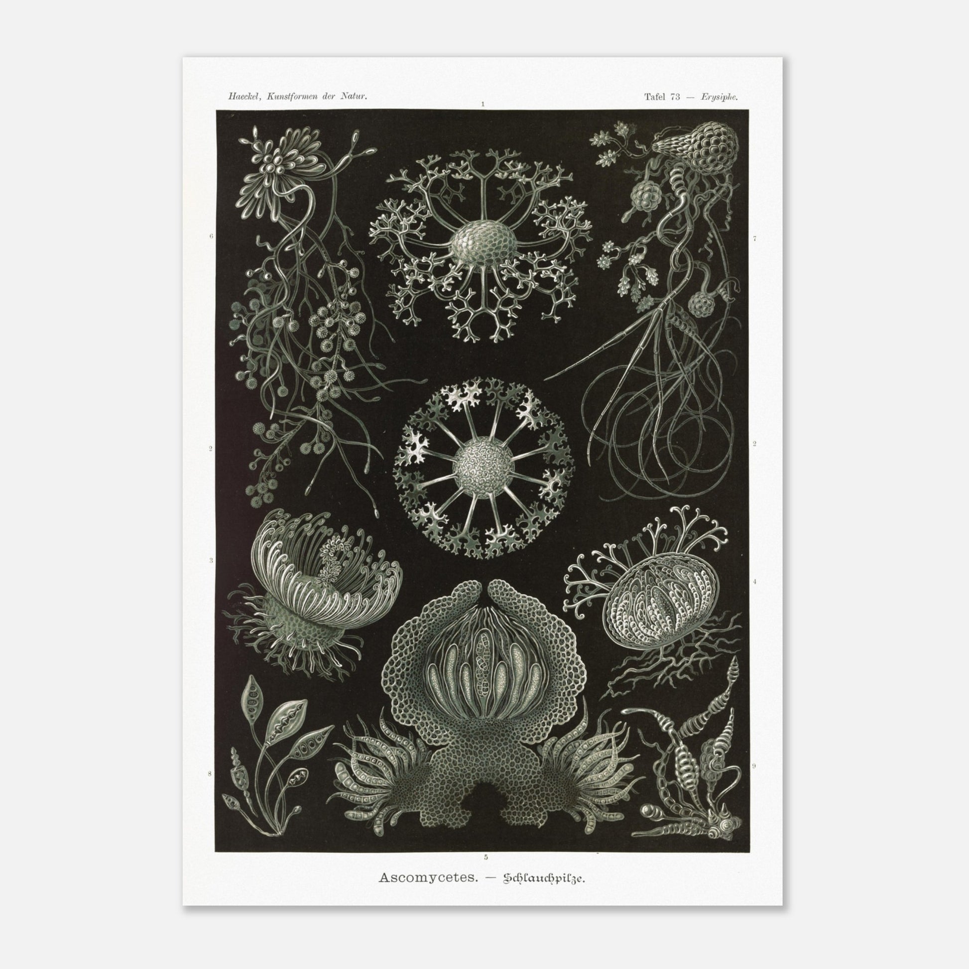 Planche naturaliste d'ascomycètes d'Ernst Haeckel (29,7x42 cm (A3)). Gravure naturaliste représentant plusieurs espèces d'ascomycètes, des champignons caractérisés par leurs structures complexes et souvent en forme de coupe.
