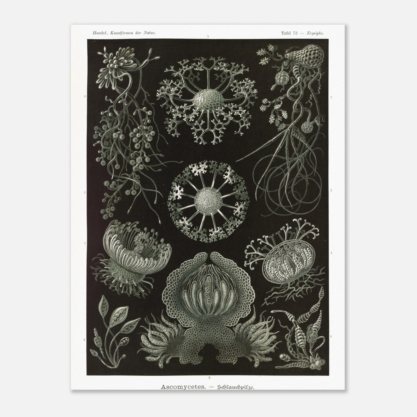 Planche naturaliste d'ascomycètes d'Ernst Haeckel (30x40 cm). Gravure naturaliste représentant plusieurs espèces d'ascomycètes, des champignons caractérisés par leurs structures complexes et souvent en forme de coupe.