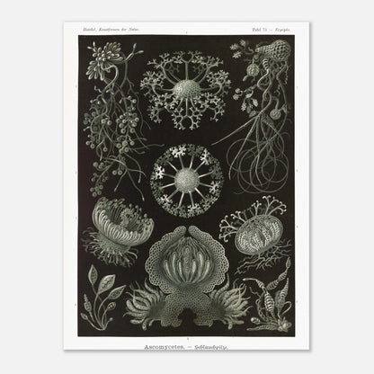 Planche naturaliste d'ascomycètes d'Ernst Haeckel (30x40 cm). Gravure naturaliste représentant plusieurs espèces d'ascomycètes, des champignons caractérisés par leurs structures complexes et souvent en forme de coupe.