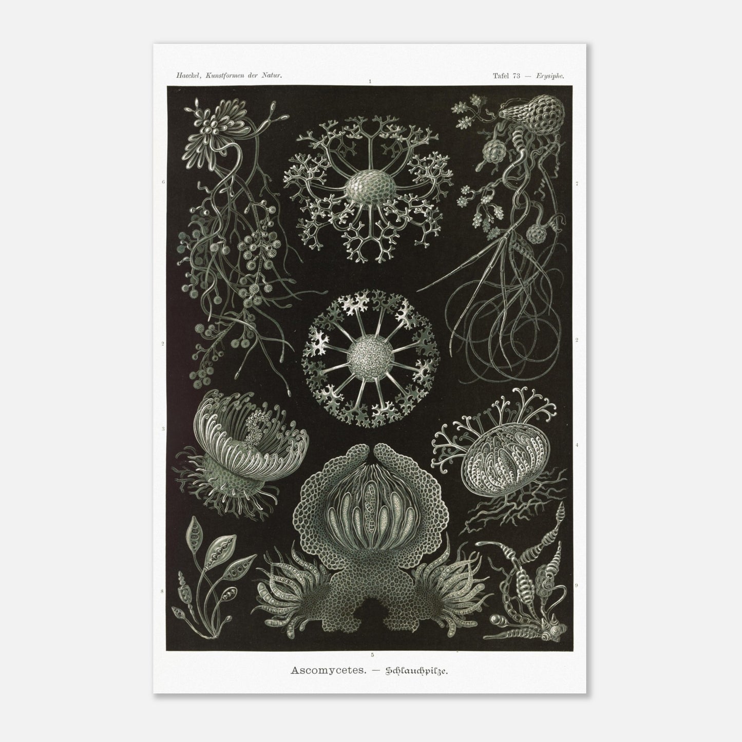 Planche naturaliste d'ascomycètes d'Ernst Haeckel (40x60 cm). Gravure naturaliste représentant plusieurs espèces d'ascomycètes, des champignons caractérisés par leurs structures complexes et souvent en forme de coupe.