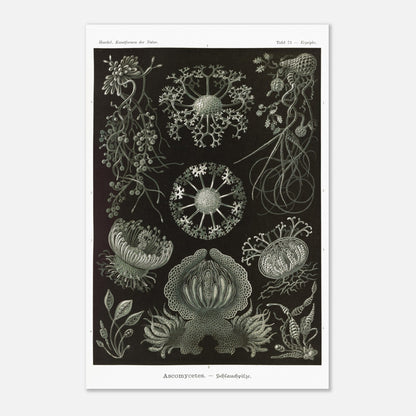 Planche naturaliste d'ascomycètes d'Ernst Haeckel (40x60 cm). Gravure naturaliste représentant plusieurs espèces d'ascomycètes, des champignons caractérisés par leurs structures complexes et souvent en forme de coupe.