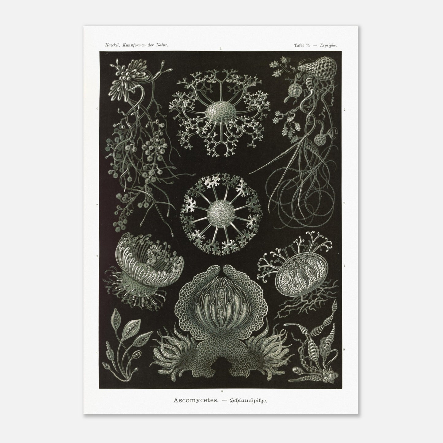 Planche naturaliste d'ascomycètes d'Ernst Haeckel (42x59,4 cm (A2)). Gravure naturaliste représentant plusieurs espèces d'ascomycètes, des champignons caractérisés par leurs structures complexes et souvent en forme de coupe.
